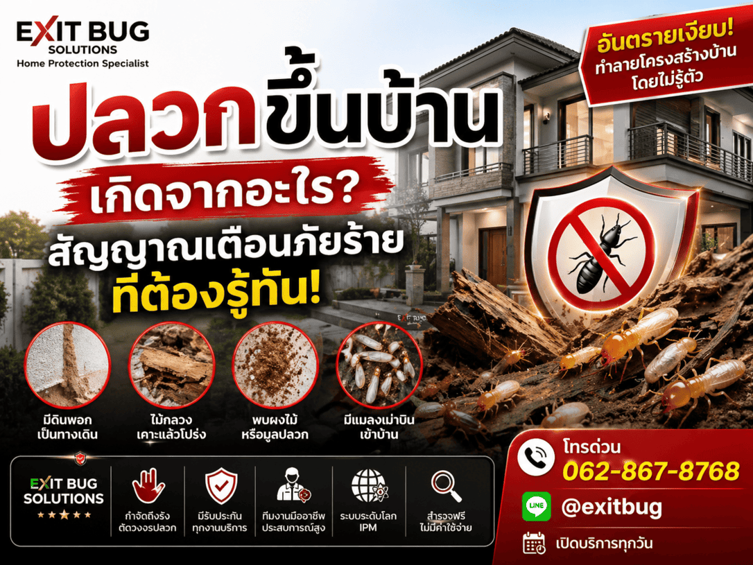 ปลวกขึ้นบ้าน เกิดจากอะไร สัญญาณเตือนภัยร้ายที่ต้องรู้ทัน